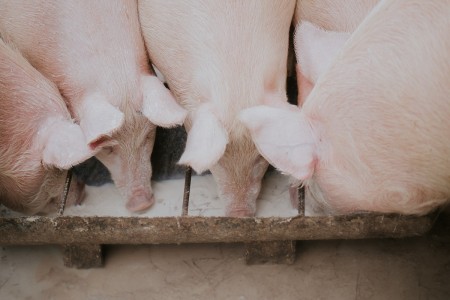 Kiaulių laikytojams – kompensacijos biologinio saugumo priemonėms įsigyti