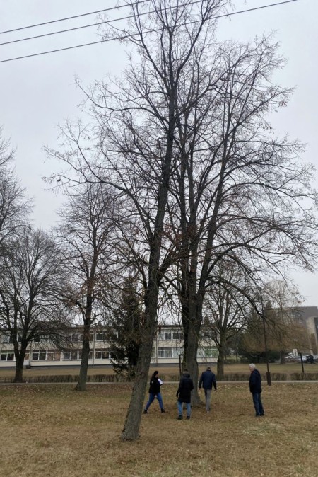 Informuojame apie numatomus želdinių kirtimo ir genėjimo darbus Ariogaloje
