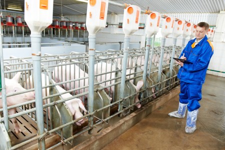 Žemės ūkio ministerija kviečia ūkininkus teikti paraiškas apsaugos nuo afrikinio kiaulių maro paramai