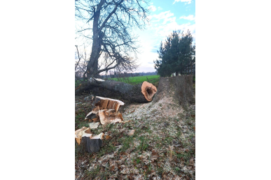 0025_nupjauti-pavoju-pagojuku-gyventoju-ir-ju-turto-saugumui-keliantys-medziai_1733239771-dfbaca04172856e72701c43e22308ab9.jpg